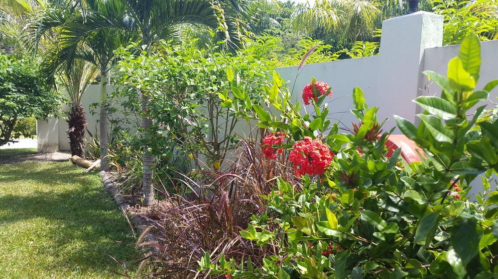 La Modestie Guest House Grand Anse  Extérieur photo